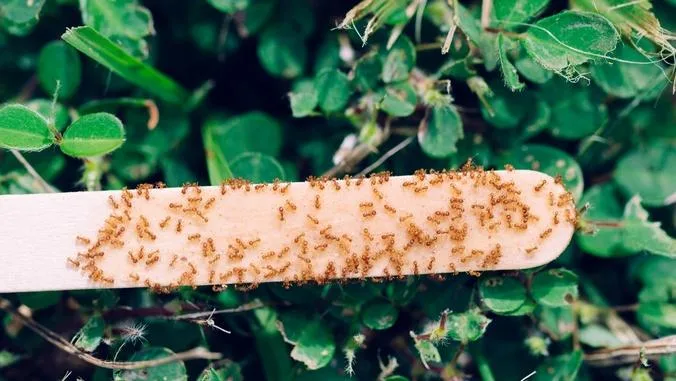 Study finds little fire ants prefer beef, sunflower seeds